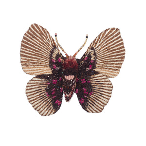 variable false acraea butterfly